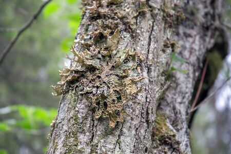 Lobaria pulmonary (lat. Lobaria pulmonaria). Lichen grows on an aspen in the forest. Russia. North...