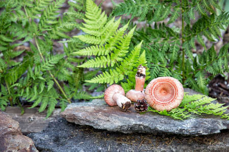 russulas on stones against the background of ferns in the forestの写真素材