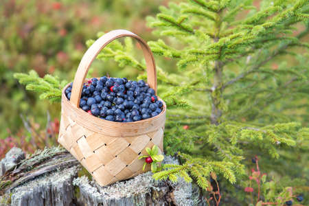 Wild berries in a wicker basket on an old tree stumpの写真素材