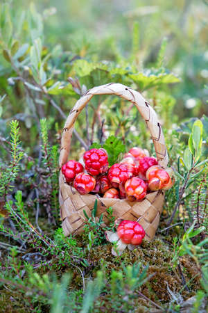 Ripe cloudberries in a basket in the forest. Karelia. Russia