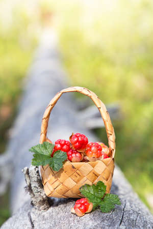 Ripe cloudberries in a basket in the forest. North Karelia. Russia