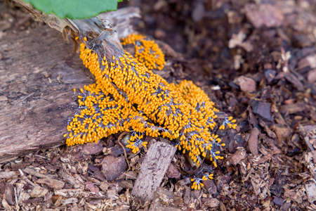 Mushroom - Leocarpus fragilis slime mold on the trunk of a garden hydrangea. North Karelia. Russiaの写真素材
