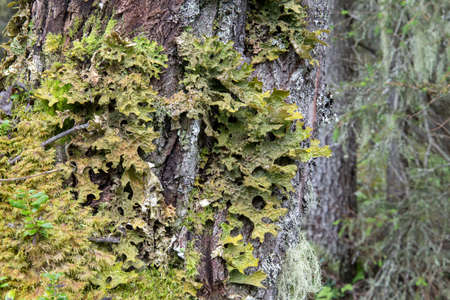 Pulmonary lobaria (Latin Lobaria pulmonaria). Lichen grows on a tree in the forest. Russia. North...