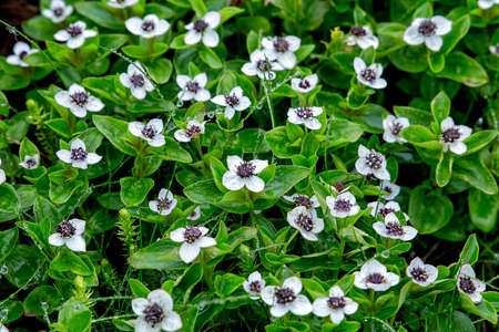Derain Swedish (lat. Cornus suecica) grows in the forest. North Karelia. Russiaの写真素材