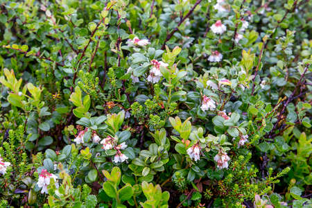 Low-growing plants of Karelia. Lingonberry, marsh birch, black crowberry grow in the forestの写真素材