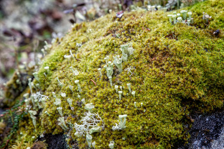 Lichen cladonia (lat. Cladonia) in a moss bump. Russia. Republic of kareliaの写真素材