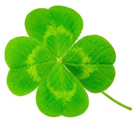 St. Patrick's Day symbol. Lucky shamrock clover green heart-shaped leaves isolated on white backgroundの写真素材