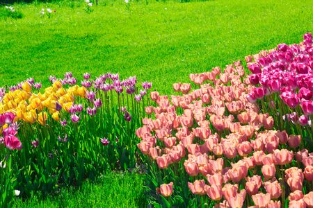 Tulips blooming flowers field, green grass lawn in beautiful spring garden. In the backlight warm sunbeam light. Springtime concept.の写真素材