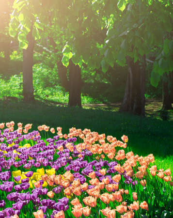 Tulips blooming flowers field, green grass lawn in beautiful spring garden. In the backlight warm...