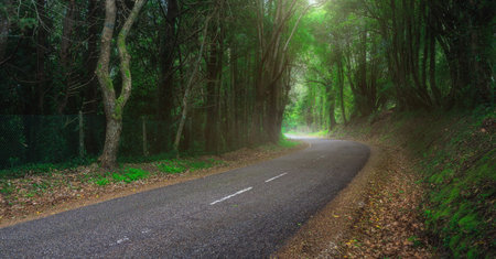 Mysterious fascinating landscape. Wet, after rain, road in mountain forest. Mystic tunnel through grove. Outskirts of Sintra, Portugal.の写真素材