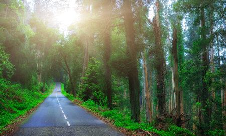 Mysterious fascinating landscape. Wet, after rain, road in mountain forest. Mystic eucalyptus grove....