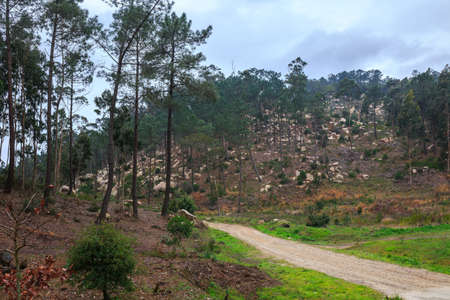 Mysterious fascinating landscape. Wet, after rain, road in mountain forest. Outskirts of Sintra, Portugal.の写真素材
