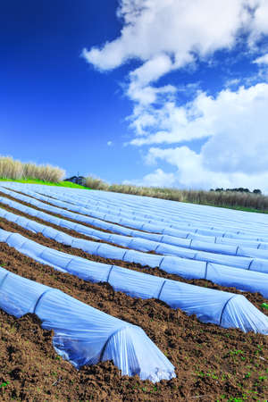 A typical agriculture technology of early spring cultivation of vegetable crops in open soil. Arable...