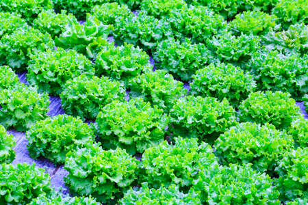 Organic green lettuce plants or salad vegetable cultivation in red soil wrapped a black polyethylene film at greenhouse farm. Concept of healthy eating. Farming. Food production. Somewhere in Portugalの写真素材