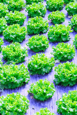 Organic green lettuce plants or salad vegetable cultivation in red soil wrapped a black polyethylene...
