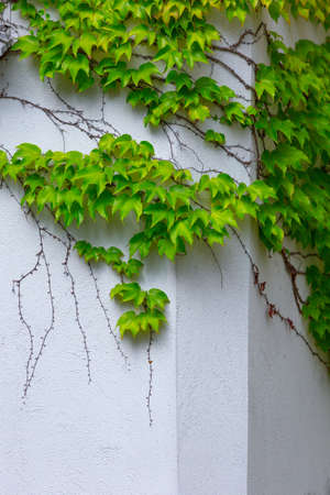 Vine variety Parthenocissus tricuspidata Veitchii, or Victoria creeper, or Boston Ivy, bright green waxy leaves on long sprout grow climbs clings tiny suction cups on building exterior wallの写真素材