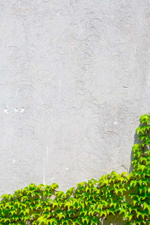 Vine variety Parthenocissus tricuspidata Veitchii, or Victoria creeper, or Boston Ivy, bright green waxy leaves on long sprout grow climbs clings tiny suction cups on building exterior wallの写真素材