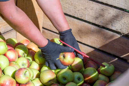 The hands of the employee who sorts and calibrate harvest of fresh ripe red apples just collected...
