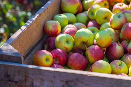 The harvest of fresh ripe red apples just collected from the trees are folded into large wooden...