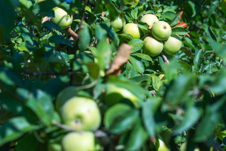 Ripe fruits of green apples on the branches of young apple trees. A sunny autumn day in farmers orchards.の写真素材