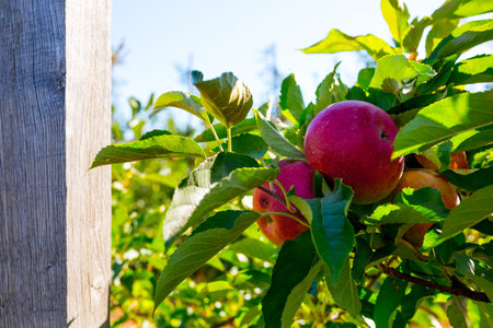 Ripe fruits of red apples on the branches of young apple trees. A sunny autumn day in farmer's...