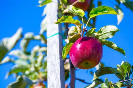 Ripe fruits of red apples on the branches of young apple trees. A sunny autumn day in farmer's orchards.の写真素材
