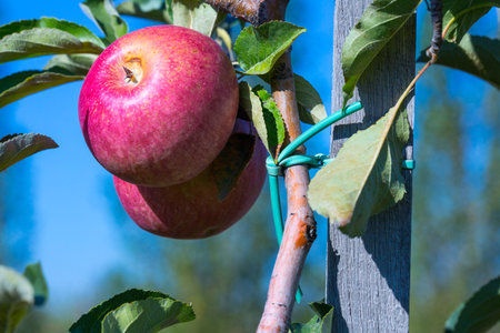 Ripe fruits of red apples on the branches of young apple trees. A sunny autumn day in farmer's...