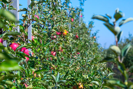 Ripe fruits of red apples on the branches of young apple trees. A sunny autumn day in farmer's orchards.の写真素材