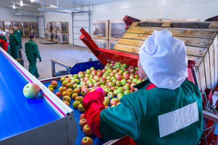 The employee sorts the fresh ripe apples on the sorting line. Production facilities of grading, packing and storage of crops of large agricultural firms.の写真素材