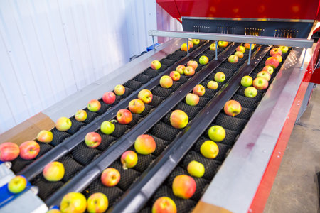 The fresh ripe apples rolling on the modern automatic robotic cleaning
 sorting line. Production facilities of grading, packing and storage of crops of large agricultural firms.の写真素材