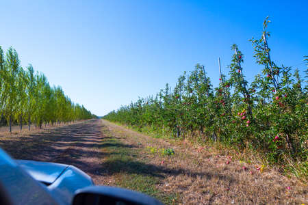 Fruit apple orchard with ripe apples on apple trees branches. Infinite perspective endless rows of...