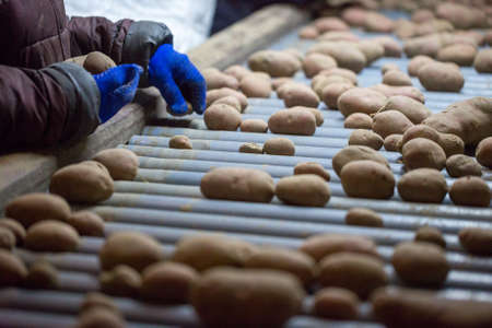 Employees sorting potatoes on a conveyor belt machine. Hands of workers in gloves in close-up.