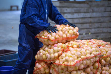 The hands of the employee who packed the sorted peeled onions bulbs into a mesh bag on the sorting...