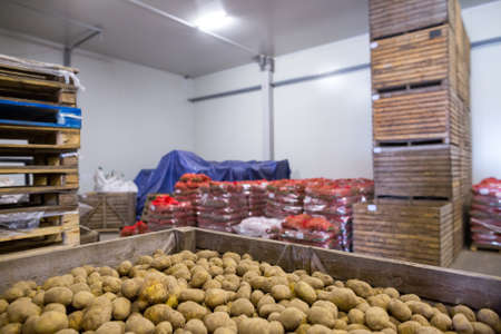 Potatoes storage. Crops warehouse. Dry cool storage. Selected root crops packed in a net for transportation. Wooden crates with not packed potatoes.の写真素材