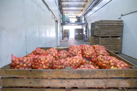 Onion storage. Crops warehouse. Dry cool storage. Stacked wooden crates with onion bulbs.