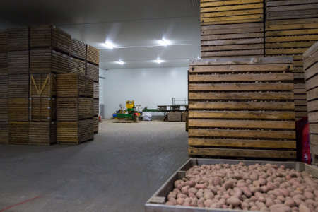 Potatoes storage. Crops warehouse. Dry cool storage. Stacked wooden crates with potatoes.