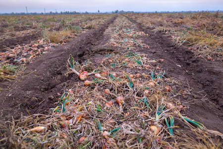 A huge autumn field with onion crop grown by drip irrigation technology. The bulbs are mechanically selected from the soil and naturally dried.の写真素材