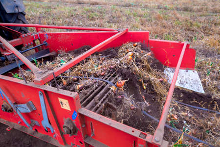 Autumn field with onion crop grown by drip irrigation technology. A tractor-mounted trailed root harvester working. The bulbs are mechanically selected from the soil and naturally dried.の写真素材