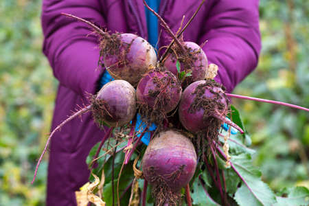 The farmer is in the field and boasts his beetroots harvest. In the hands holding ripe root sugar red beets. Illustrative photo to the topic of organic farming and healthy eating.の写真素材
