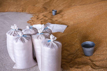 Pile of heaps of wheat grains and sacks at mill storage or grain elevator.