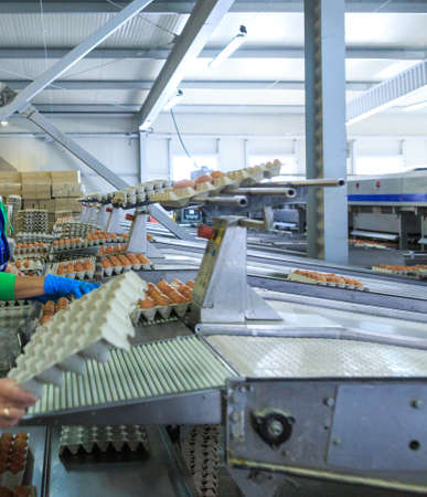 Factory Chicken Egg Production. Workers fold prepared eggs in trays and boxes on a conveyor. Agribusiness company.の写真素材