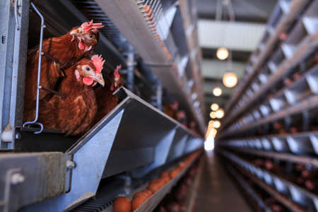 Factory chicken egg production. Red chickens are seated in special cages. Linear perspective....
