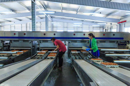 Factory Chicken Egg Production. Workers fold prepared eggs in trays and boxes on a conveyor....