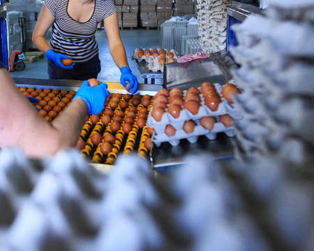 Factory Chicken Egg Production. Workers fold prepared eggs in trays and boxes on a conveyor. Agribusiness company.の写真素材
