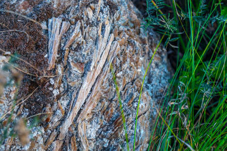 The mica sheets and quartz silicate minerals. Bare geological rock rock among the vegetation on the ledges. Macro lens shot.の写真素材