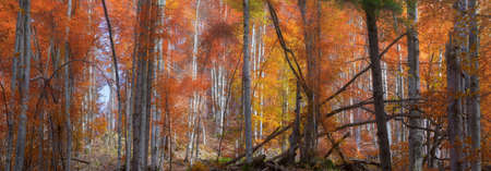 panorama mountain forest of the beech tree in autumn sunshine and a light fog
