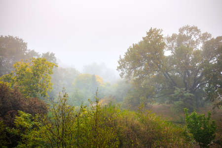 Autumn fog in the old majestic park. Huge old oak tree(Quercus). Colorful leaves on the plants.の写真素材