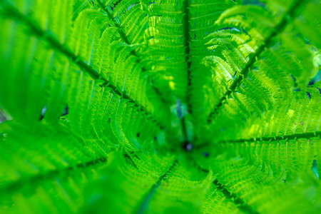 bright green young shoots of ferns in shallow DOF