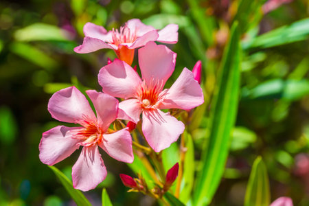 Beautiful pink flowers of the plant Oleander (Nerium oleander). Lush flowering of decorative flowers...