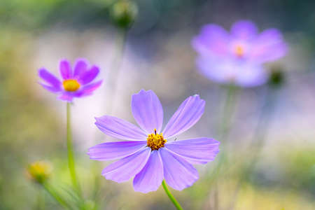 Purple flower of Cosmos bipinnatus, commonly called the garden cosmos or Mexican aster in macro lens...